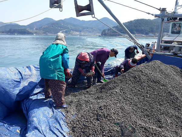 강진만 해역 마을어장 소득조성사업 (새꼬막 종패 살포)/ⓒ남해군