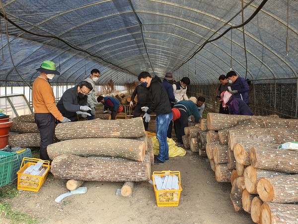 충남 청양군 공공시설사업소 직원들이 부족한 농촌 일손 돕기에 구슬땀을 흘리고 있다.©청양군청.