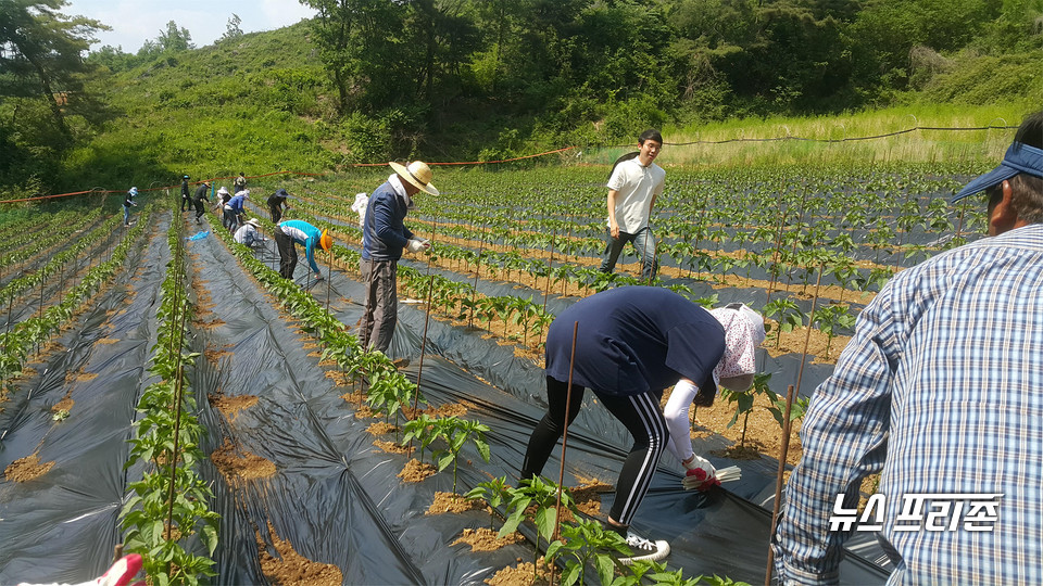 제천시 공무원 농촌일손돕기 모습.(사진제공=제천시)