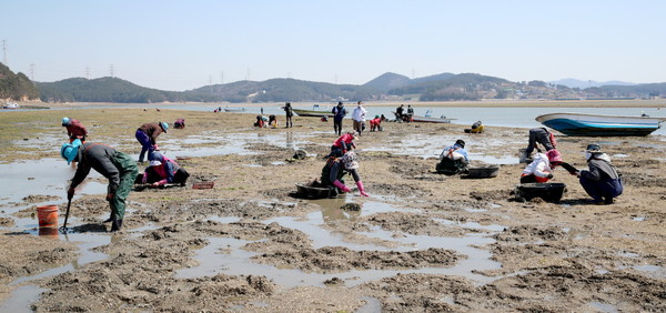 청산1리 마을 전 주민 참여 바지락캐기 행사 모습./ⓒ태안군청