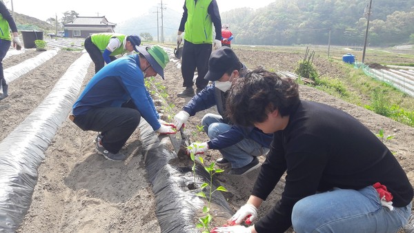 1일 충남 청양군청 소속 공직자들이 부족한 농촌 일손을 거들기 위해 분주한 시간을 보내고 있다.©청양군청