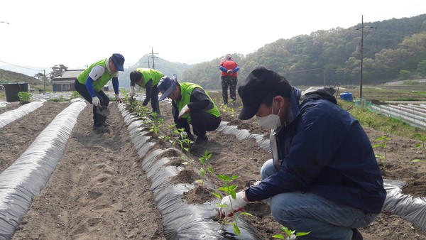 1일 충남 청양군청 소속 공직자들이 부족한 농촌 일손을 거들기 위해 분주한 시간을 보내고 있다.©청양군청