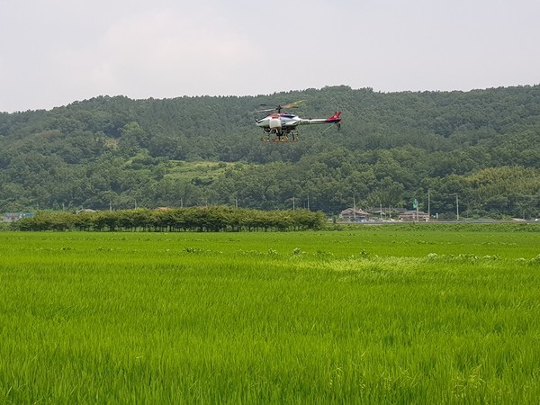 경주시, 벼 무인항공해충방제 전면 실시/Ⓒ경주시청