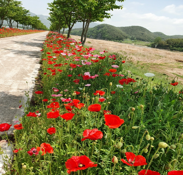 의령군은 정보화마을의 경쟁력을 강화하고 차별화된 볼거리 제공으로 마을을 활성화 하기 위해 의병마라톤 코스인 화정면 상일․상이리 제방 일원 뚝방길에 꽃길을 성공적으로 조성했다./ⓒ의령군