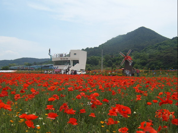 우리나라 대표적인 봄·가을 꽃 축제장인 하동군 북천면 직전마을 들판에 꽃 양귀비가 꽃망울을 터트려 붉은 자태를 드러내고 있다./ⓒ하동군