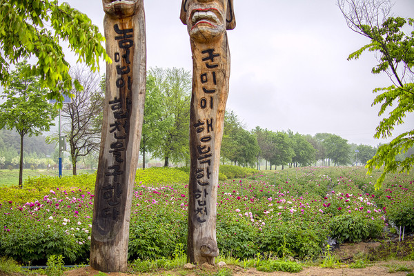 핫들작약 ⓒ합천군