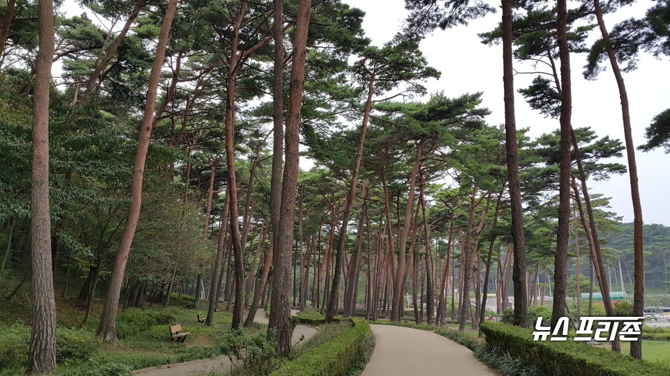 충남도가 코로나19 확산으로 잠정폐쇄했던 도내 자연휴양림, 수목원 등 숲속 공간의 이용을 재개한다./ⓒ충남도청