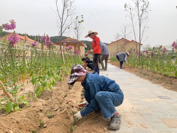 합천군은 지난 12일∼14일까지 농업창업단지의 입교생 20명이 단지 내 조성된 10,000㎡의 공동 텃밭 및 꽃밭에서 고구마, 땅콩 및 디지탈리스 등 모종을 식재하고, 참깨 및 들깨 파종을 하는 등 텃밭 가꾸기 작업을 실시했다./ⓒ합천군