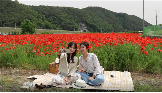 하동군 북천면 직전마을 들판을 붉게 수놓은 꽃 양귀비의 향연을 온라인으로 만나볼 수 있게 됐다./ⓒ하동군