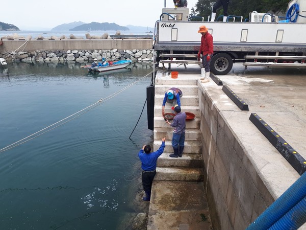 남해군 삼동면 양화금 어린 볼락 방류 모습./ⓒ남해군