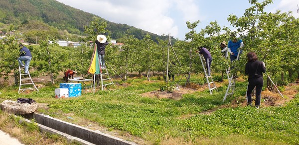 거창군은 지난 21일∼22일까지 이틀간 거창읍‧주상면‧웅양면‧고제면 소재 14농가를 대상으로 ‘농업인력지원단’ 167명이 참여한 가운데 사과 열매솎기, 포도 순 제거 등 농촌일손돕기를 추진했다./ⓒ거창군