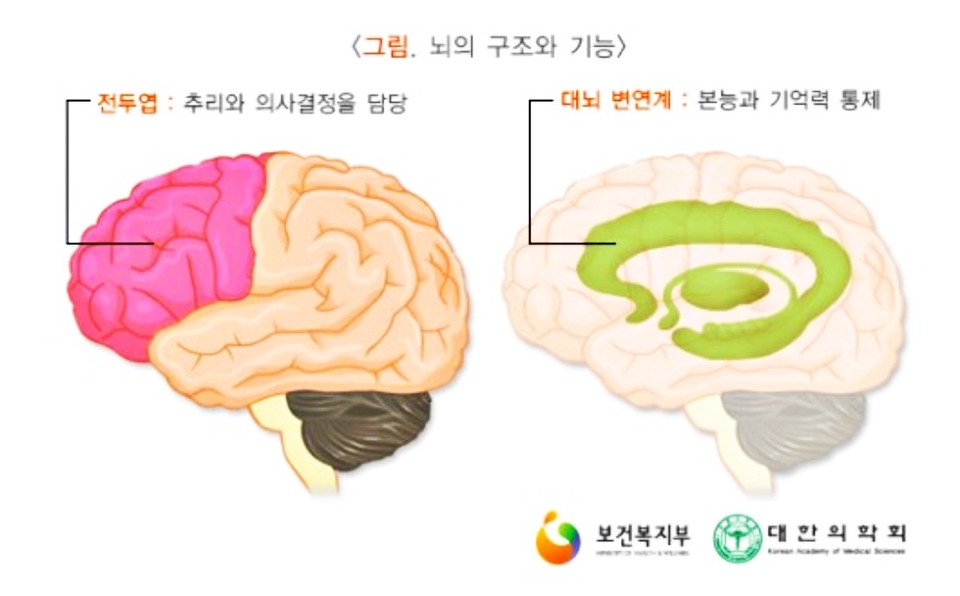 뇌의 구조와 기능./ⓒ보건복지부