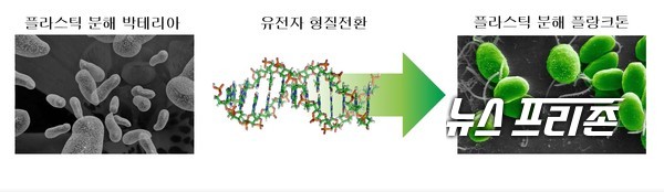 유전자 형질전환을 통해 플라스틱 분해효소를 발현하여, 페트병을 분해하는 식물성 플랑크톤을 개발한 한국생명공학연구원 세포공장연구센터팀 연구는 미생물 분야의 국제학술지 마이크로바이얼 셀 팩토리즈(Microbial Cell Factories, IF 4.669)에 4월 28 게재됐다.ⓒ생명연