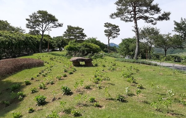 거창군은 여름철 방문객을 위해 거창사건추모공원에 목수국과 꽃수국 등 700본을 식재했다./ⓒ거창군