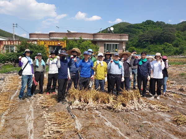 의령군은 경상남도 도시교통국장과 도시계획과 직원 20여명이 29일 의령군 마늘농가에 힘을 보탰다./ⓒ의령군