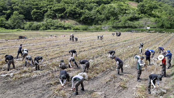 합천군은 본격적인 영농철을 맞아 농번기 일손부족으로 어려움을 겪고 있는 농가에 합천군 공무원, 유관기관, 단체, 군부대에서 협력해 농촌일손돕기를 시작했다./ⓒ합천군