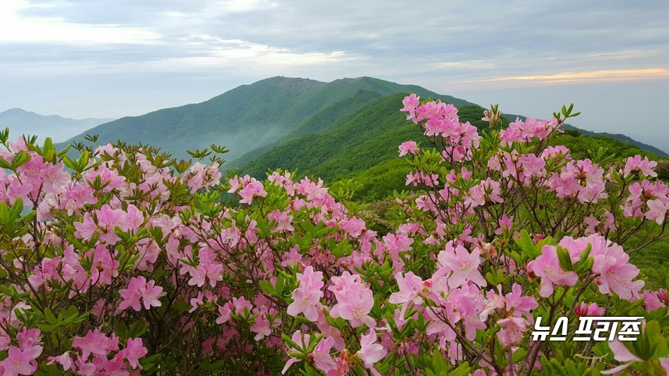 지난해 소백산 국망봉 철쭉.(사진제공=단양군)