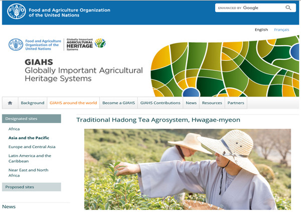 세계중요농업유산 하동녹차의 주요 사진과 영상물이 UN FAO(국제연합식량농업기구) 홈페이지에 게시돼 1200년 역사와 전통을 자랑하는 하동 야생차를 전 세계인에게 알리는 계기가 됐다./ⓒ하동군