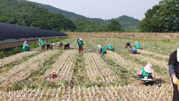 산청군새마을회는 5일 새마을가족 30명과 함께 단성면의 한 양파농가를 찾아 일손돕기 봉사활동을 펼쳤다./ⓒ산청군