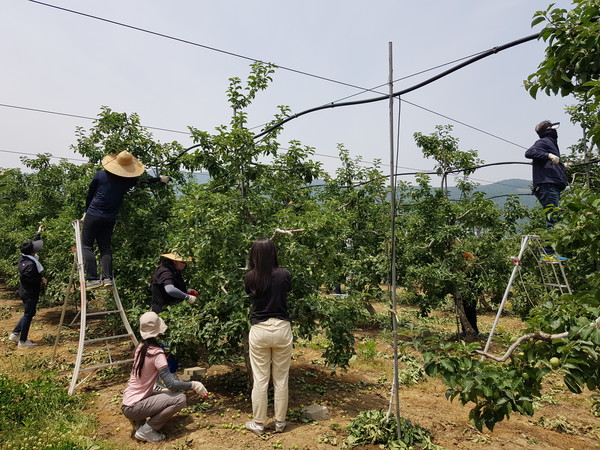 밀양시시설관리공단 직원들이 산내면 송백리 과수농가를 방문해 사과 솎기 일손돕기를 하고 있다./ⓒ밀양시