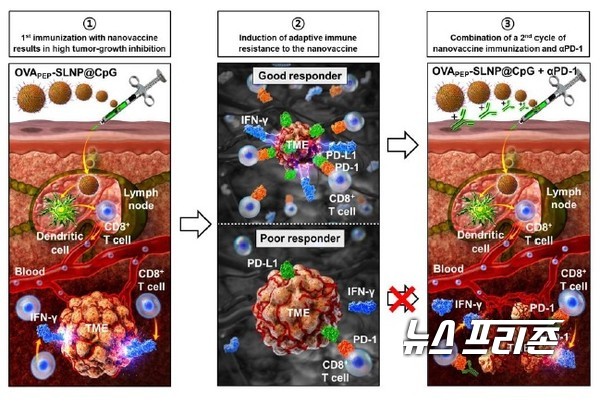 효과적인 항암 면역치료를 위한 나노입자 백신 개발에 성공한 카이스트 전상용 교수팀 연구는 화학 분야 국제 학술지 `앙게반테 케미(Angewandte chemie, 독일화학회지)' 에 5월 19일 게재됐다./앙게반테 케미·카이스트 전상용 교수팀