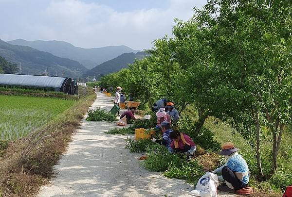 충남 청양군 장평면 화산1리주민들이 개복숭아철을 맞아 수확이 한창이다.Ⓒ청양군청