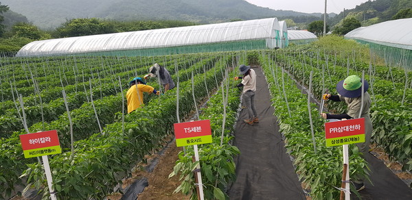 정산면 청양고추 시험포장.©청양군청