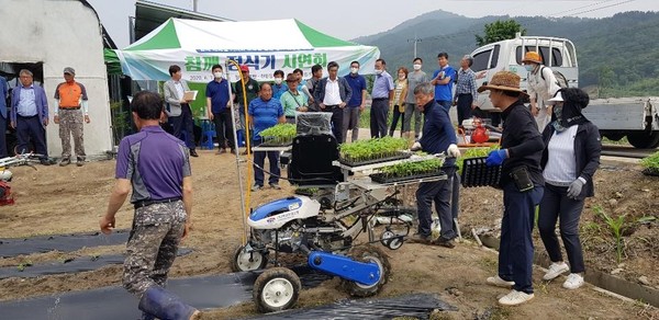 참깨 재배포장 장면.Ⓒ청양군청