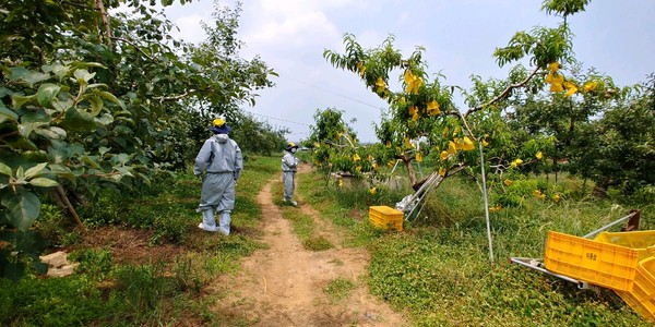 농업기술센터가 농림축산검역본부와 충남농업기술원 합동으로 예찰을 실시하고 있다./ⓒ예산군청