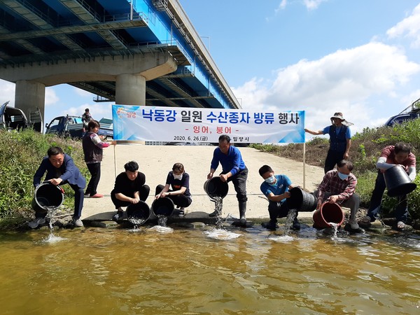 26일 하남읍 수산리 낙동강 일원에서 잉어ㆍ붕어 어린고기를 방류하고 있다./ⓒ밀양시