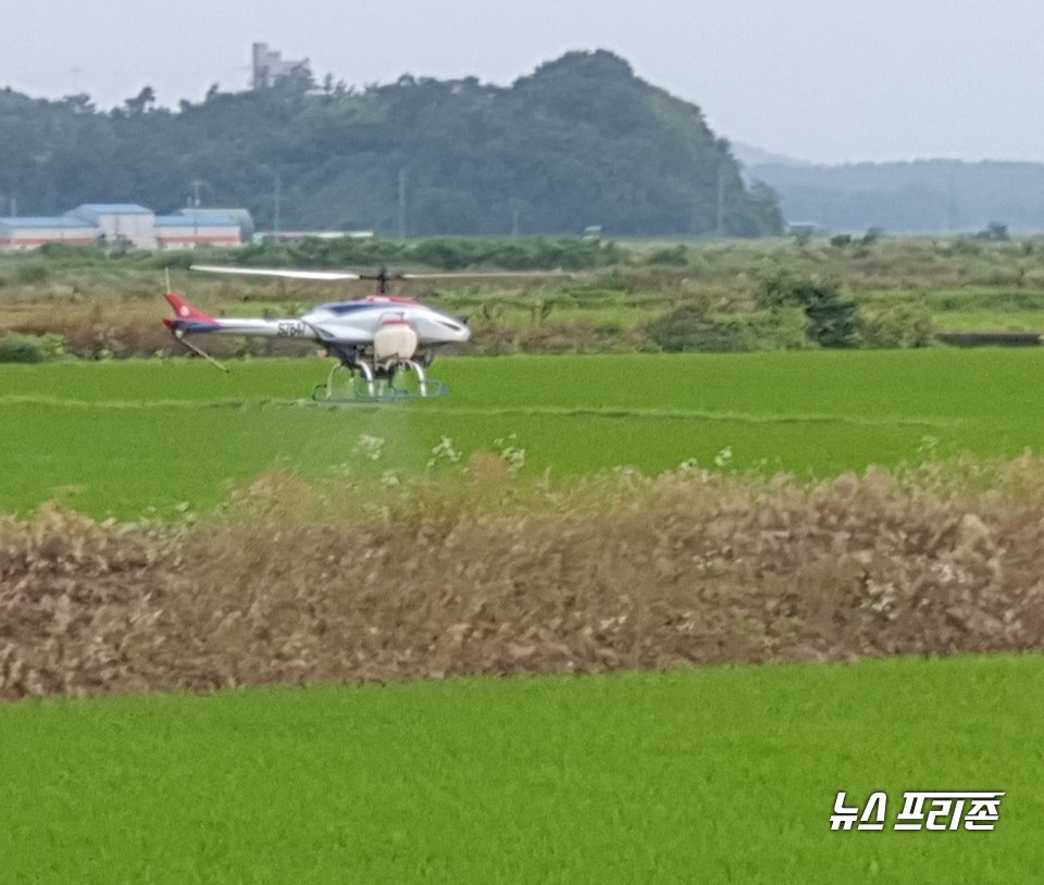 충남 당진시는 멸강나방 유충 피해가 발생한 대호지면 사성리 일대에 긴급 방제를 실시했다./ⓒ당진시청