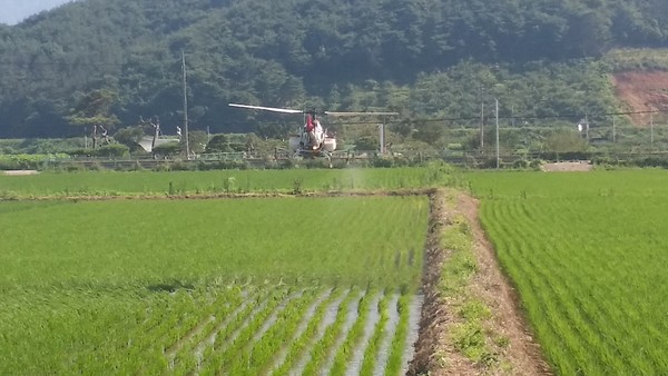 의령군은 농촌노동력 부족과 고령화에 따른 노동력 절감과 방제효율 극대화를 위하여 무인헬기를 이용한 벼 병해충 공동방제를  7월 1차 방제를 시작으로 10월까지 실시한다./ⓒ의령군