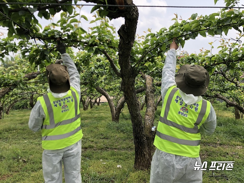 충남도 농업기술원이 오는 24일까지 과수화상병 확산 예방을 위해 도내 사과·배 재배 농가를 대상으로 정밀 발생조사를 실시한다./ⓒ충남도청