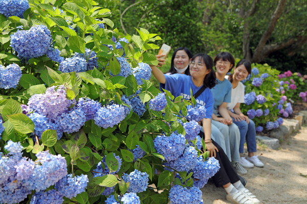 충남 태안군 소원면 천리포수목원에 색색의 수국이 만개한 가운데 8일 이곳 수목원에서 탐방객들이 할짝 핀 수국꽃을 감상하며 수국을 배경으로 사진촬영을 하고 있다./ⓒ태안천리포수목원