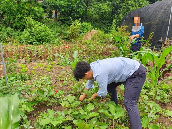 보령해양경찰서는 양귀비를 몰래 재배한 53명을 적발하고 양귀비 2182주를 압수했다.©보령해양경찰서