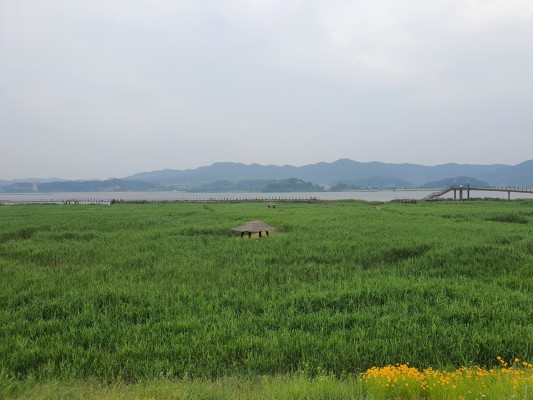 서천 신성리 갈대밭.Ⓒ서천군청