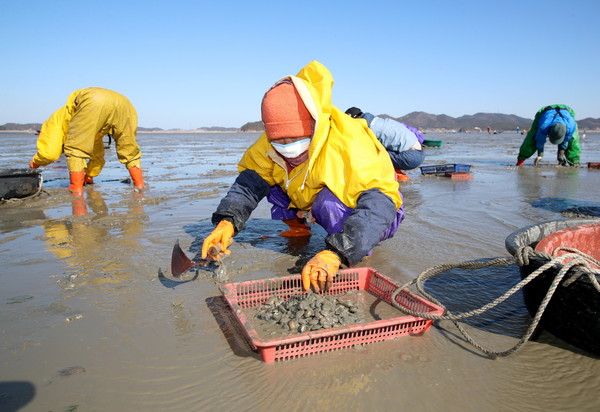 13일 태안군 소원면 법산리 앞 바다 갯벌에서 어민들이 바지락 채취 작업을 하고 있다./ⓒ태안군청