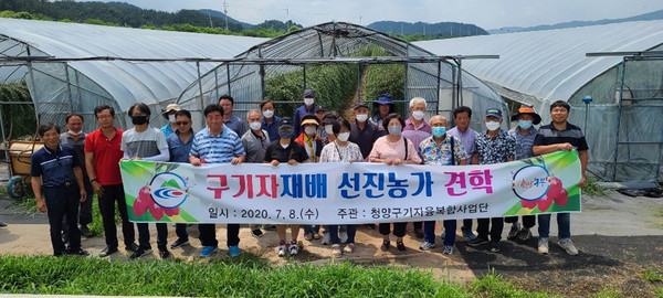 전국 최고 품질의 구기자를 생산하고 있는 충남 청양지역 농업인들의 재배비법 연구 열기가 여름을 달구고 있다.©청양군청