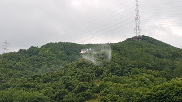 의령군은 지난 18일 가례면 등 6개 면을 대상으로 106㏊의 밤나무 재배지역을 산림청 헬기를 활용해 밤나무 항공방제를 실시한다./ⓒ의령군