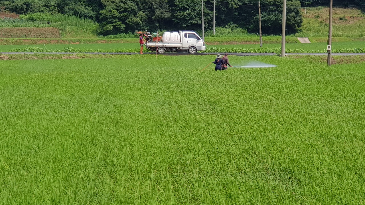 잎 도열병 방제를 실시하는 장면.Ⓒ서천군청