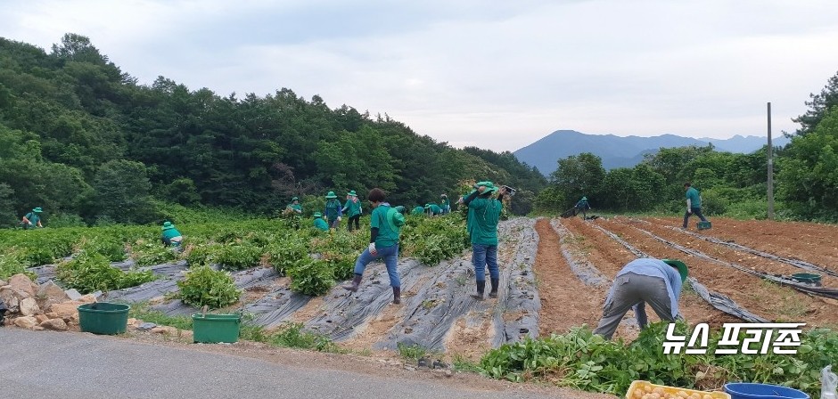 생산적 일손봉사 모습.(사진제공=단양군)