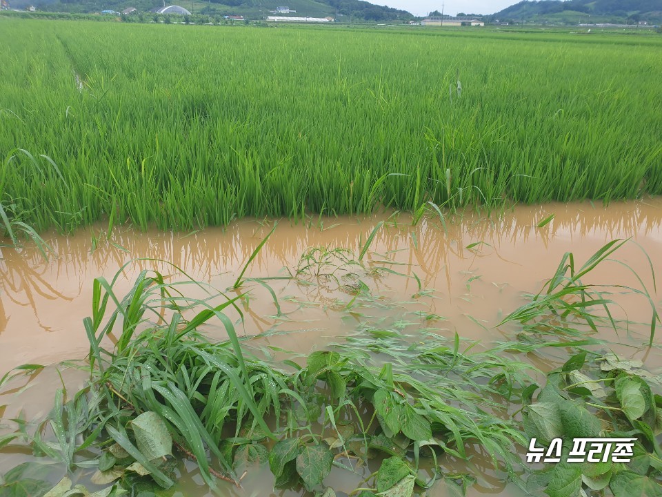 충남 예산군 농작물 피해./ⓒ박성민기자