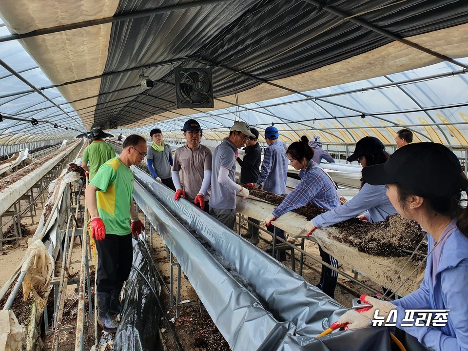 충남도 농림축산국 소속 직원들은 7일 천안시 수신면, 아산시 염치읍 일원의 집중호우 피해 농가를 찾아 일손을 도우며 구슬땀을 흘렸다./ⓒ충남도청