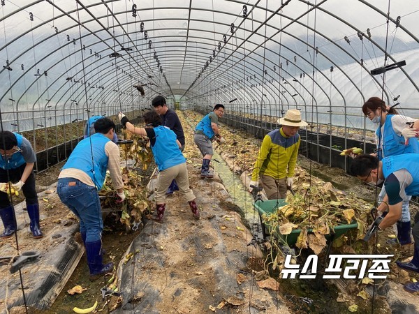 지난 10일 괴산군 청안면 조천리 일원에서 공무원 17명이 침수된 하우스의 오이 덩굴을 제거하고 흘러든 토사를 정리했다./ⓒ=괴산군