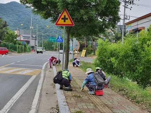 의령읍이 풀과의 전면전을 선포했다./ⓒ의령군