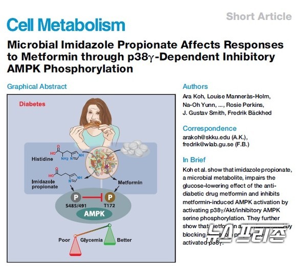 장내미생물 대사체가 당뇨병 약인 메포민의 혈당조절 실패에 미치는 영향을 규명한 성균관대 고아라 교수팀 등 국내외 연구는 국제학술지 ‘셀 메타볼리즘(Cell Metabolism)’에 8월 12일 게재됐다./ⓒ셀 메타볼리즘·성균관대 고아라 교수팀