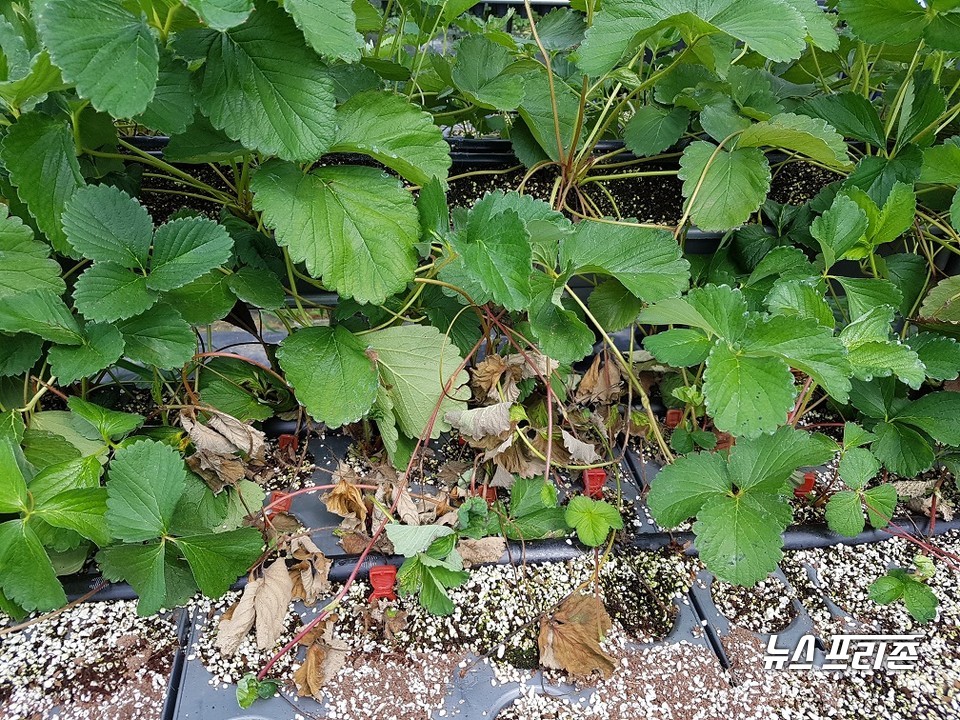 충남도 농업기술원 딸기연구소는 긴 장마 후 고온기가 도래할 것으로 예상됨에 따라 딸기 육묘의 피해를 줄이기 위한 관리를 당부했다./ⓒ충남도청