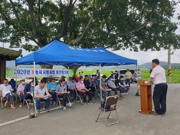 전남 해남군은 13일 2020년 벼농사 시범사업에 대한 중간평가회를 가졌다./ⓒ해남군