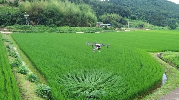 지난 16일 이방면 장천리 들판에서 드론을 이용한 항공방제 모습./ⓒ창녕군