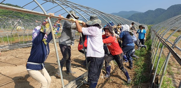 25일 합천군 삼가면 이장협의회은 지난 7~8일 집중호우와 댐 방류로 불어난 황강물에 침수피해를 입은 율곡면 내천마을 비닐하우스 수해복구 지원에 나섰다./ⓒ합천군